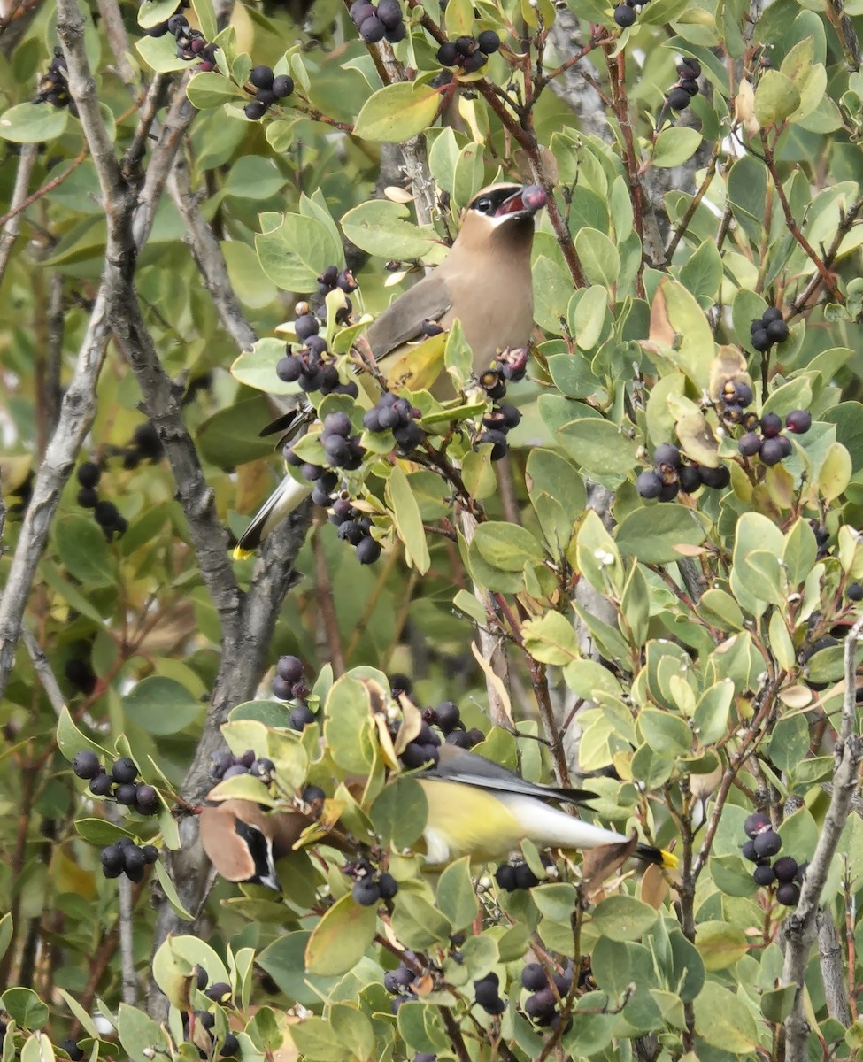 Омелюх американський - ML647790748