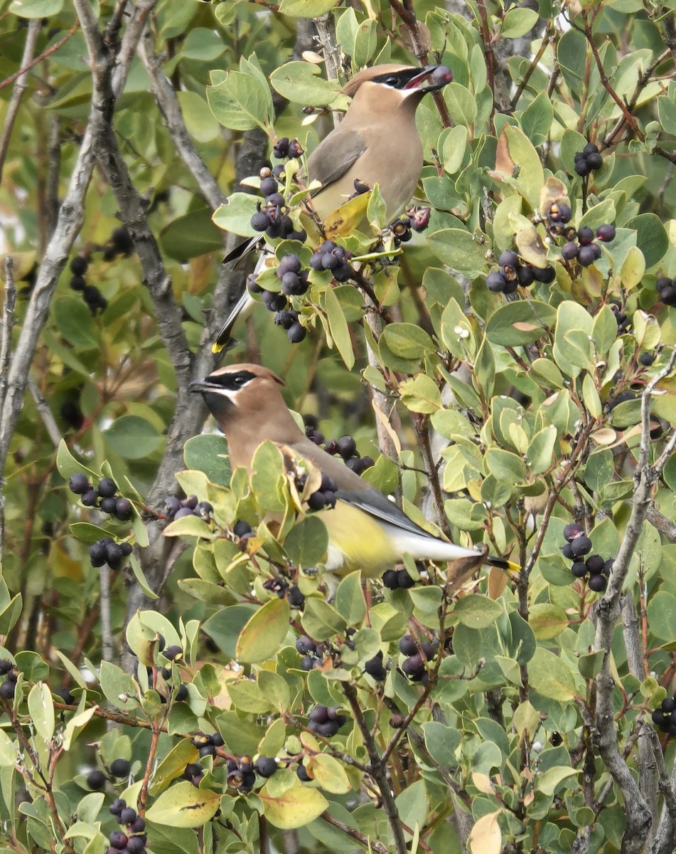 Омелюх американський - ML647790749