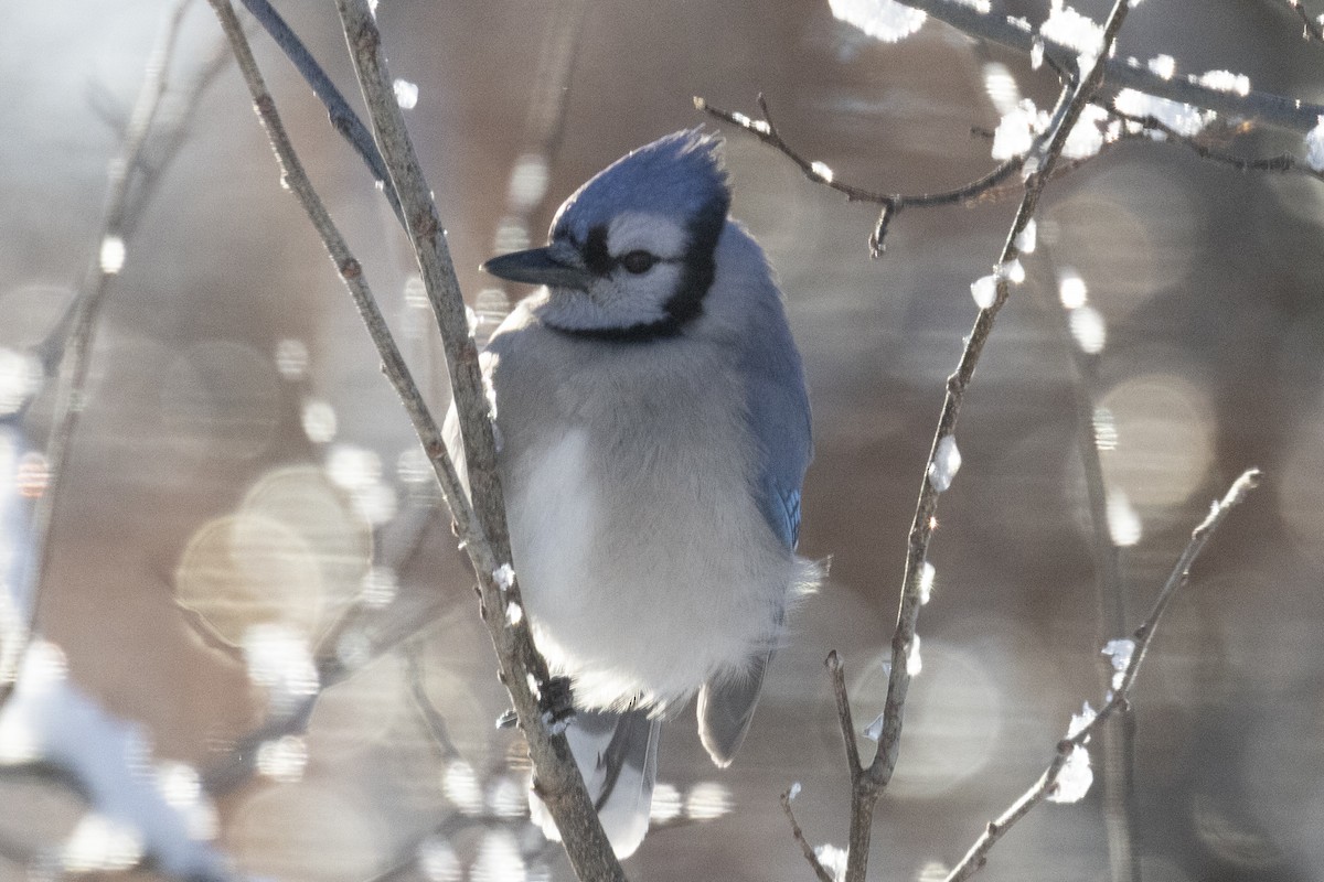 Сизойка блакитна - ML647790750