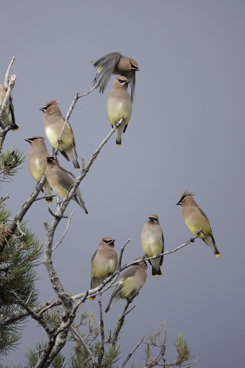 Омелюх американський - ML647790751