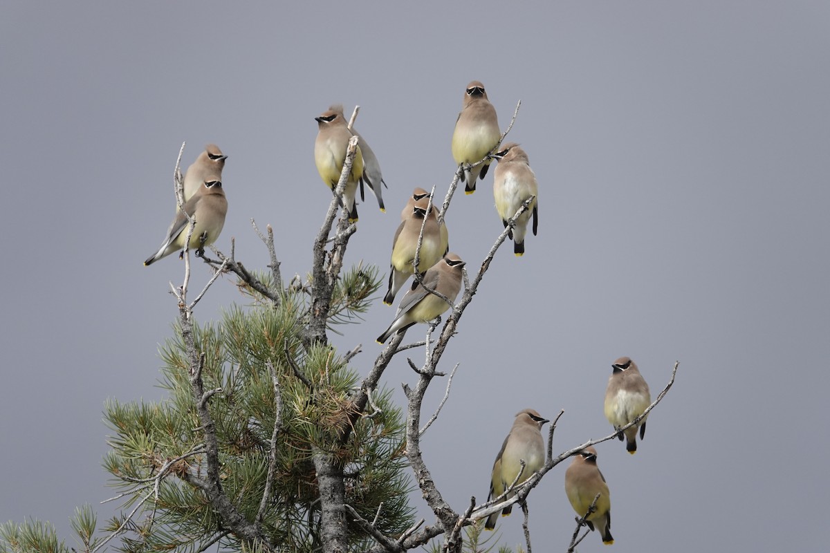 Омелюх американський - ML647790752