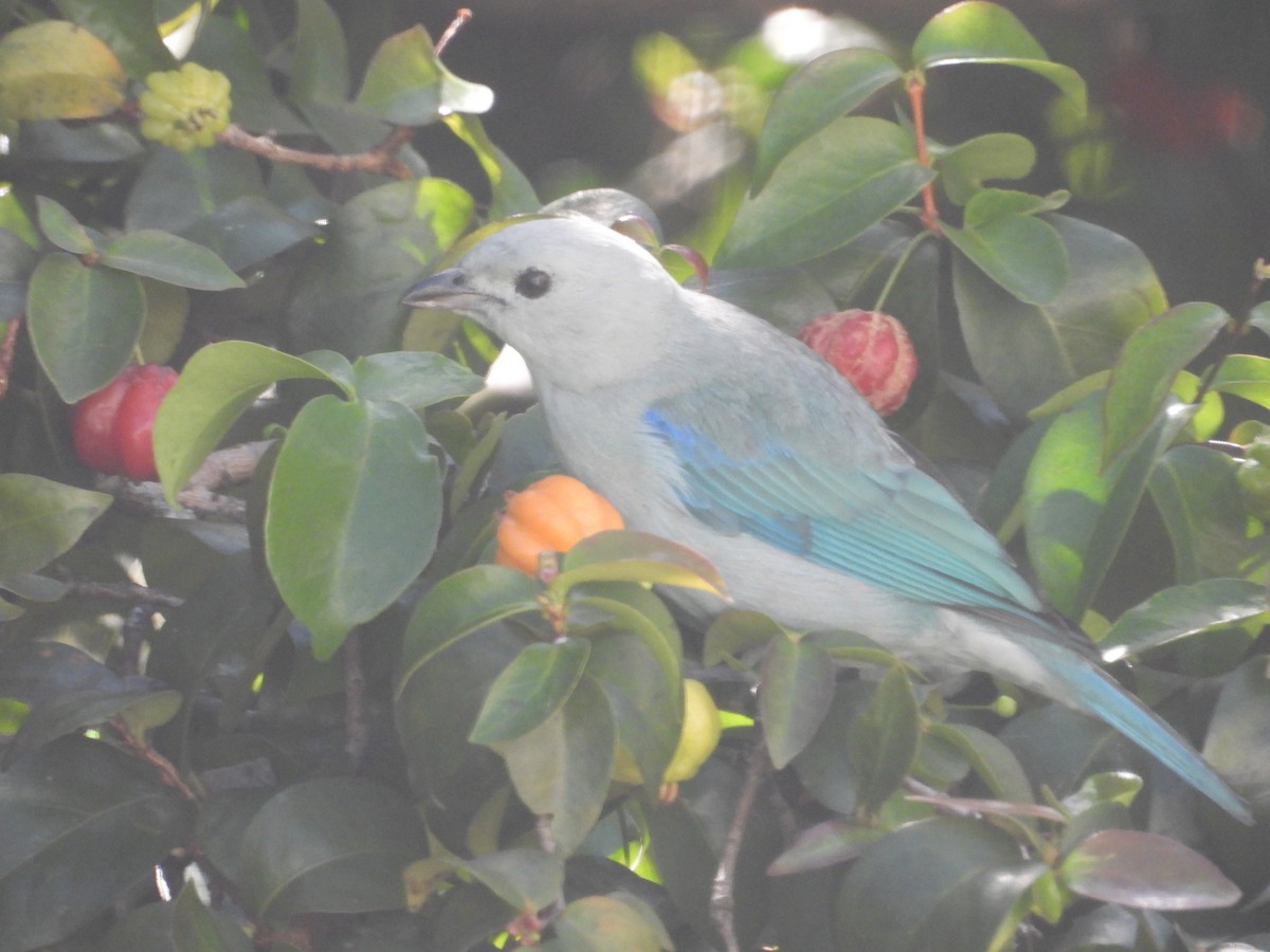 Саяка блакитна - ML647790753