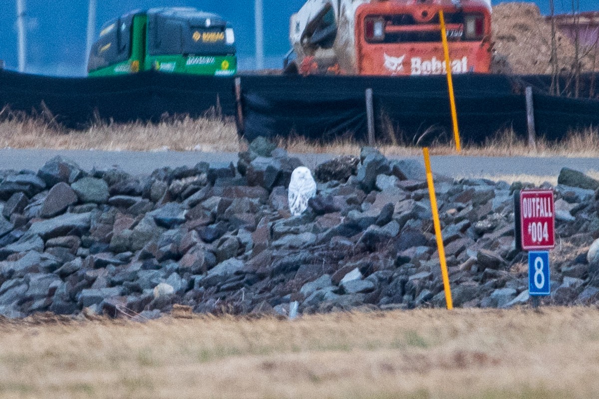 Snowy Owl - ML647790754