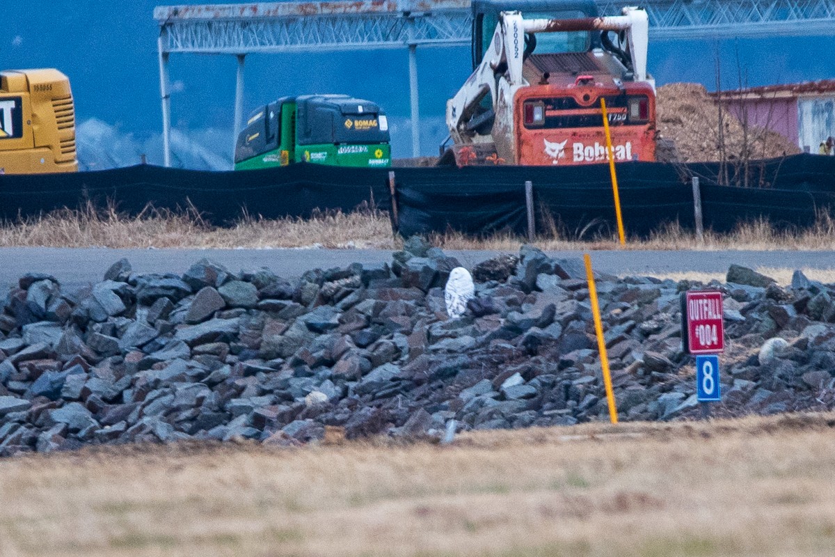 Snowy Owl - ML647790756