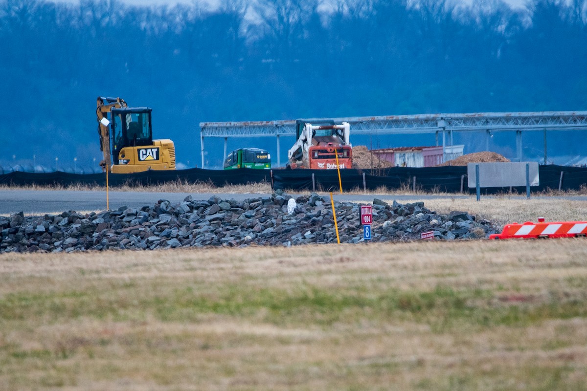 Snowy Owl - ML647790757