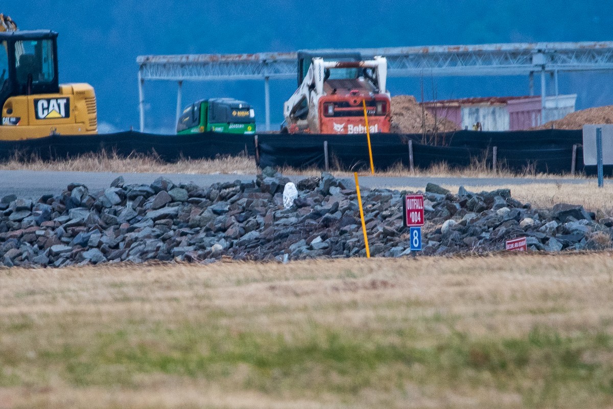 Snowy Owl - ML647790758