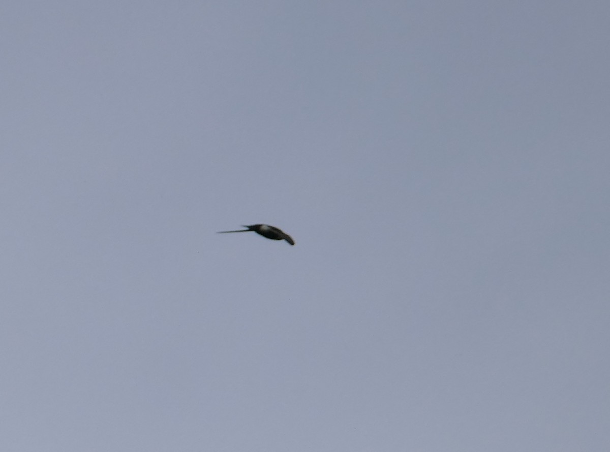 Серпокрилець білогорлий - ML647790759