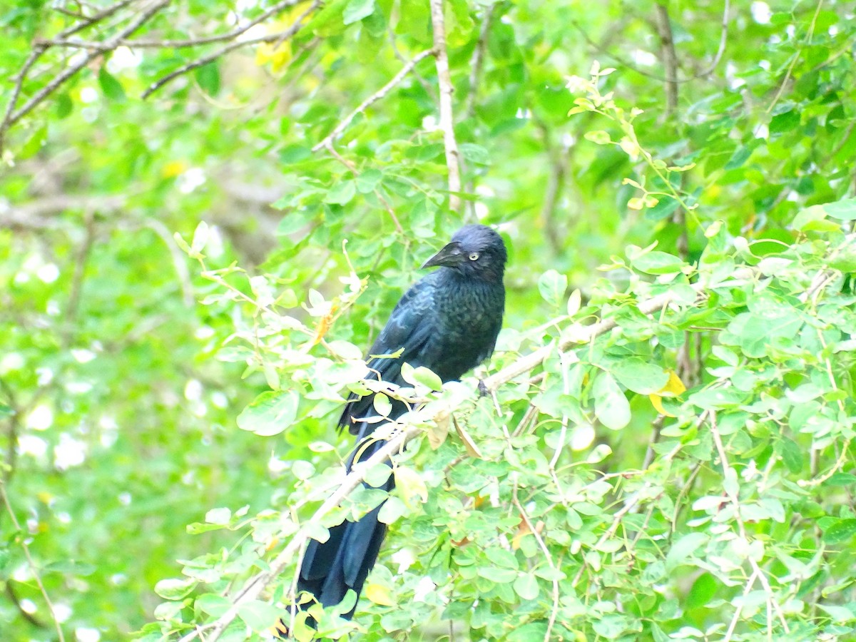 Ані великий - ML647790762