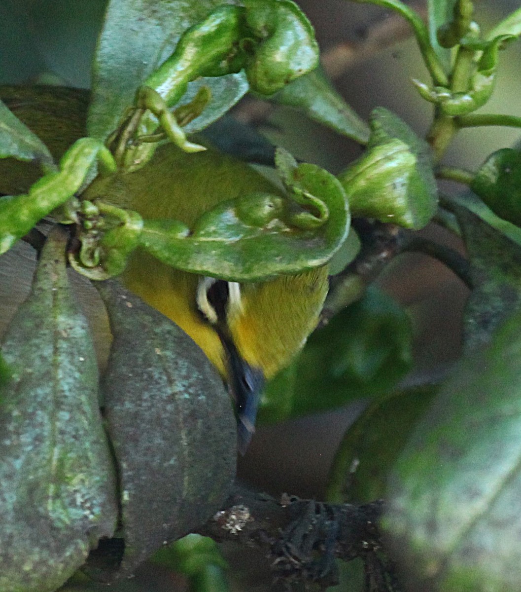 Окулярник китайський - ML647790763