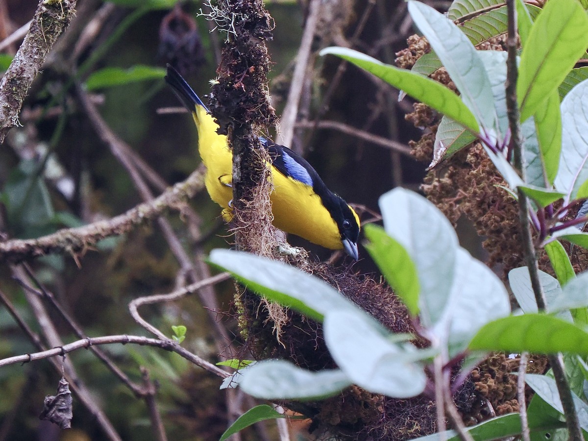 Андагра жовтоголова - ML647790764