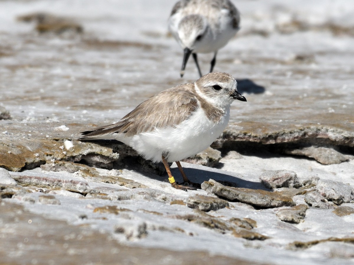 Пісочник жовтоногий - ML647790765