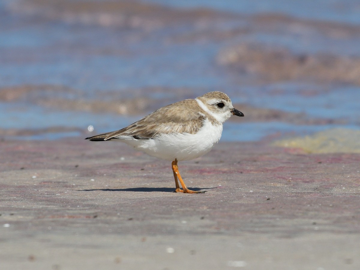 Пісочник жовтоногий - ML647790766