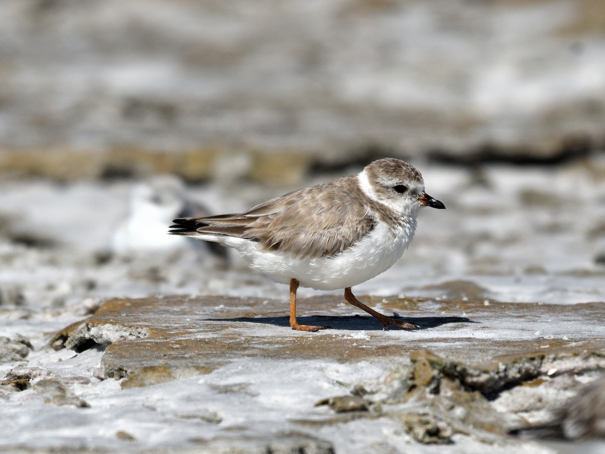 Пісочник жовтоногий - ML647790767