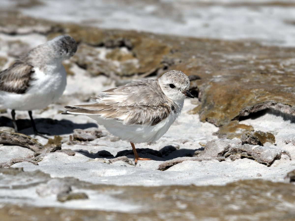 Пісочник жовтоногий - ML647790768