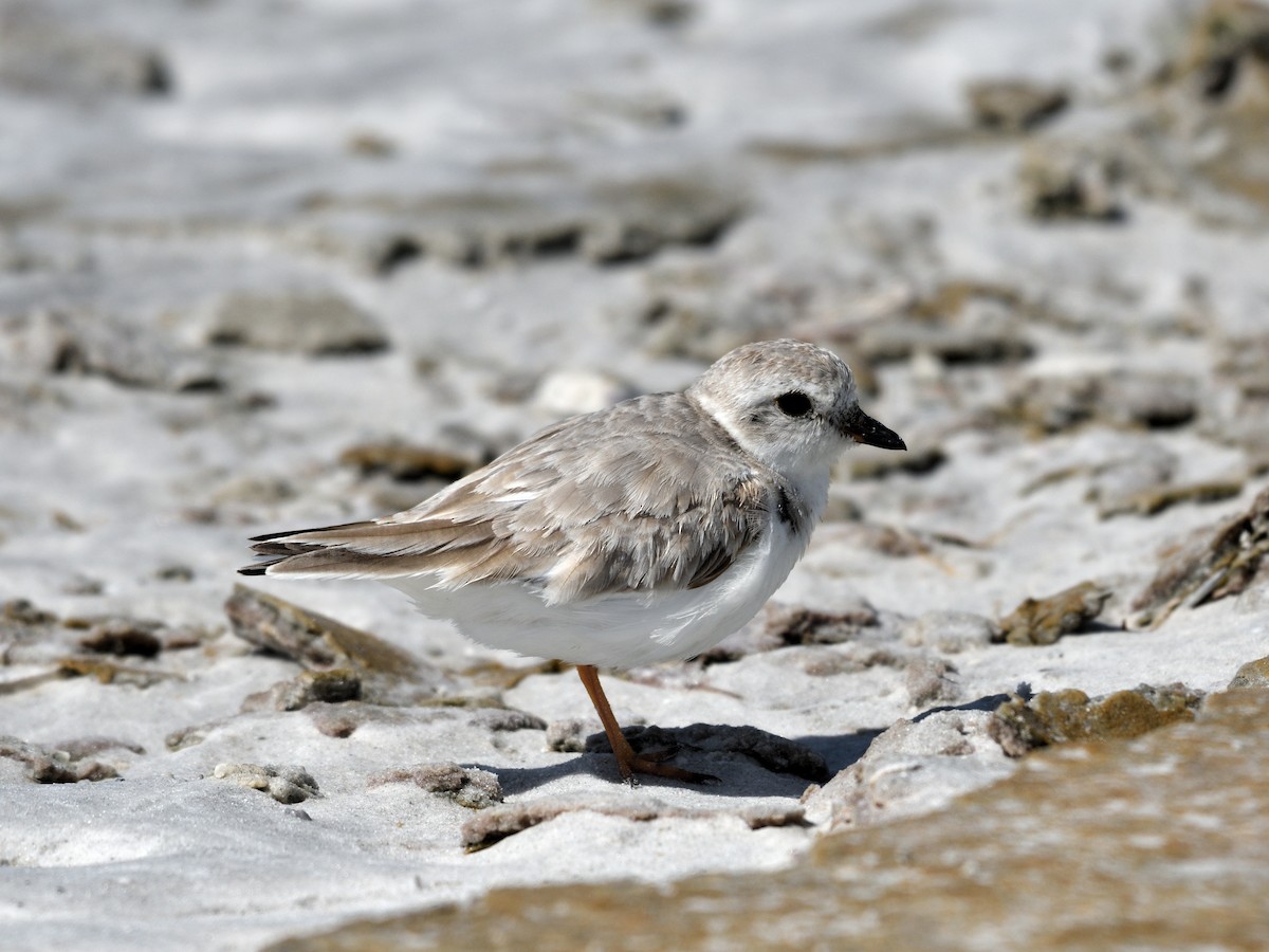 Пісочник жовтоногий - ML647790769