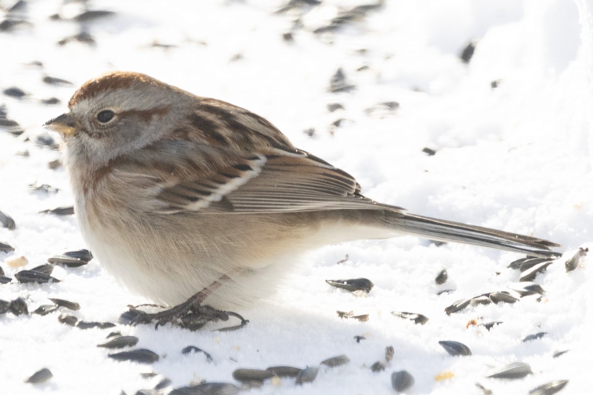 Пасовник північний - ML647790770