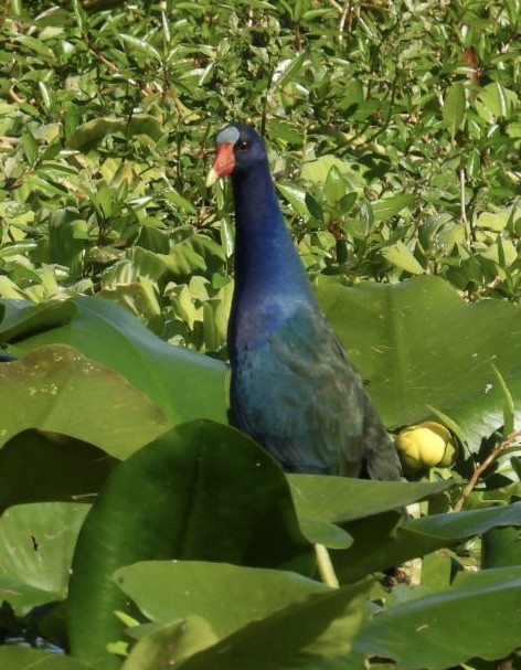 Султанка американська - ML647790771