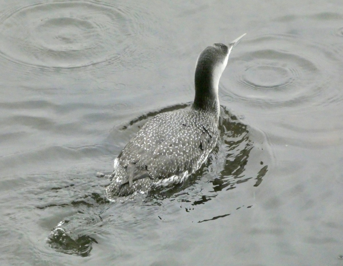 Гагара червоношия - ML647790774