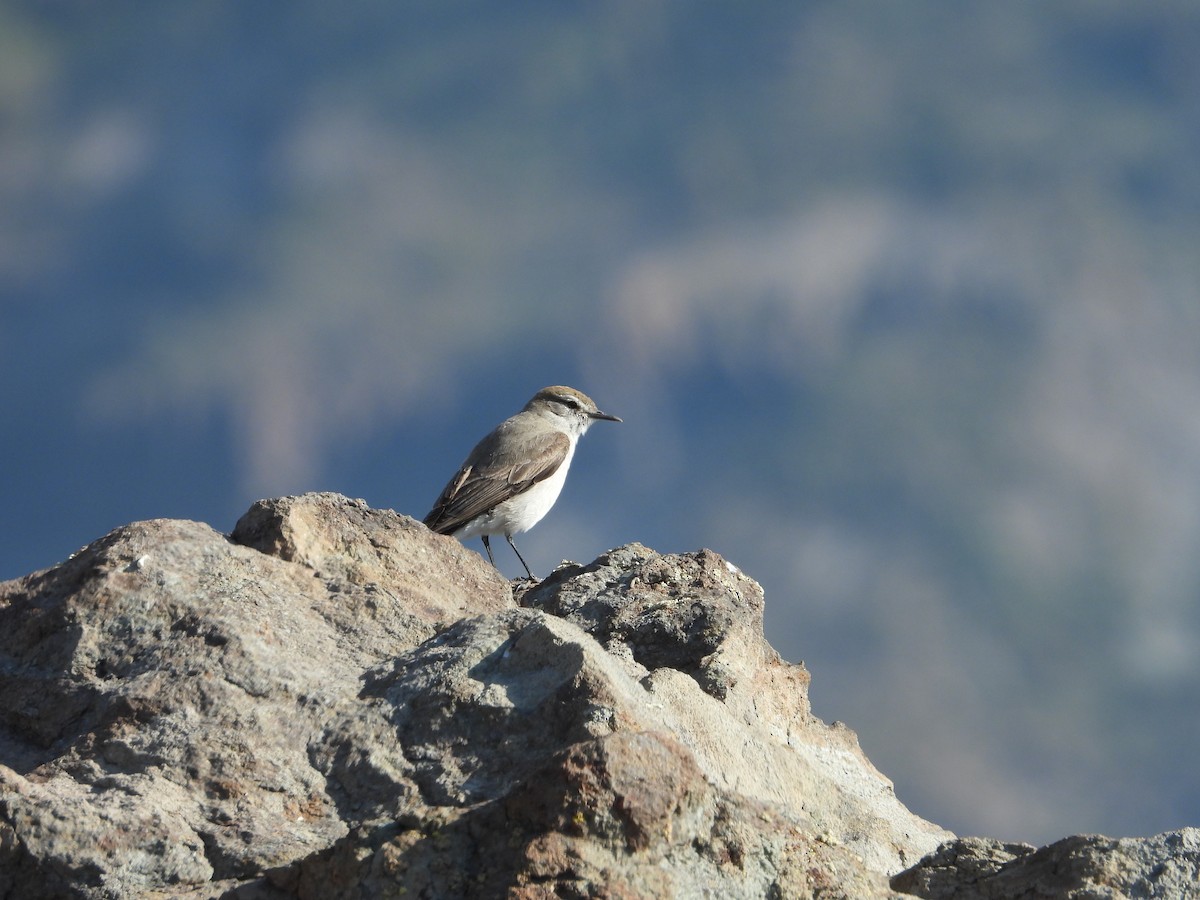 Дормілон блідий (підвид rufivertex) - ML647790775