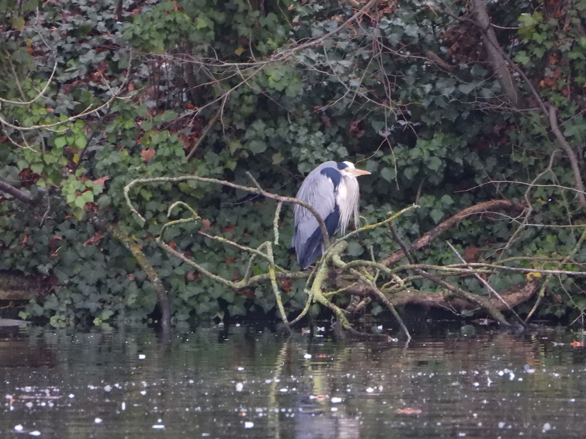 Чапля сіра - ML647790780