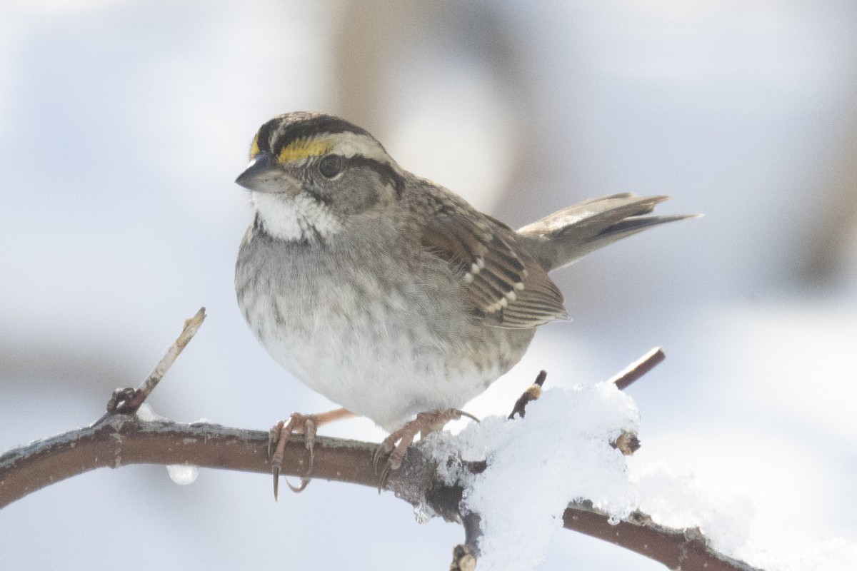 Бруант білогорлий - ML647790782