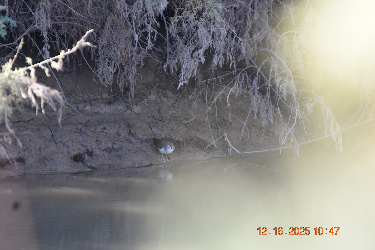 アメリカイソシギ - ML647790796