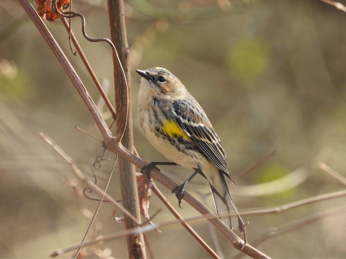 Taçlı Ötleğen - ML647790839