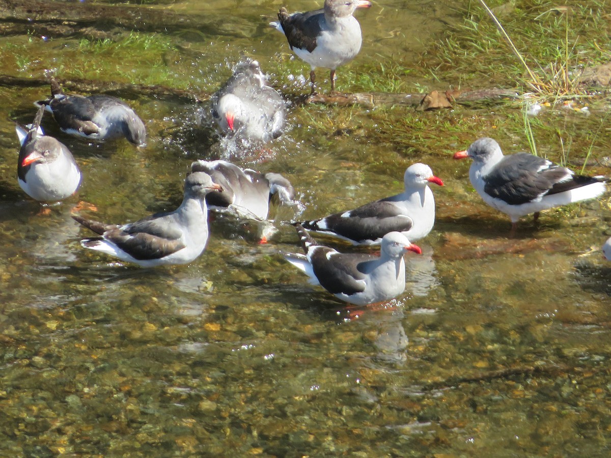 Dolphin Gull - ML647790853