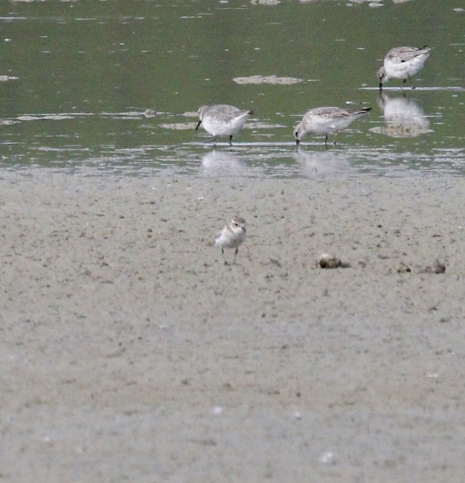 Пісочник рудоволий - ML647790857