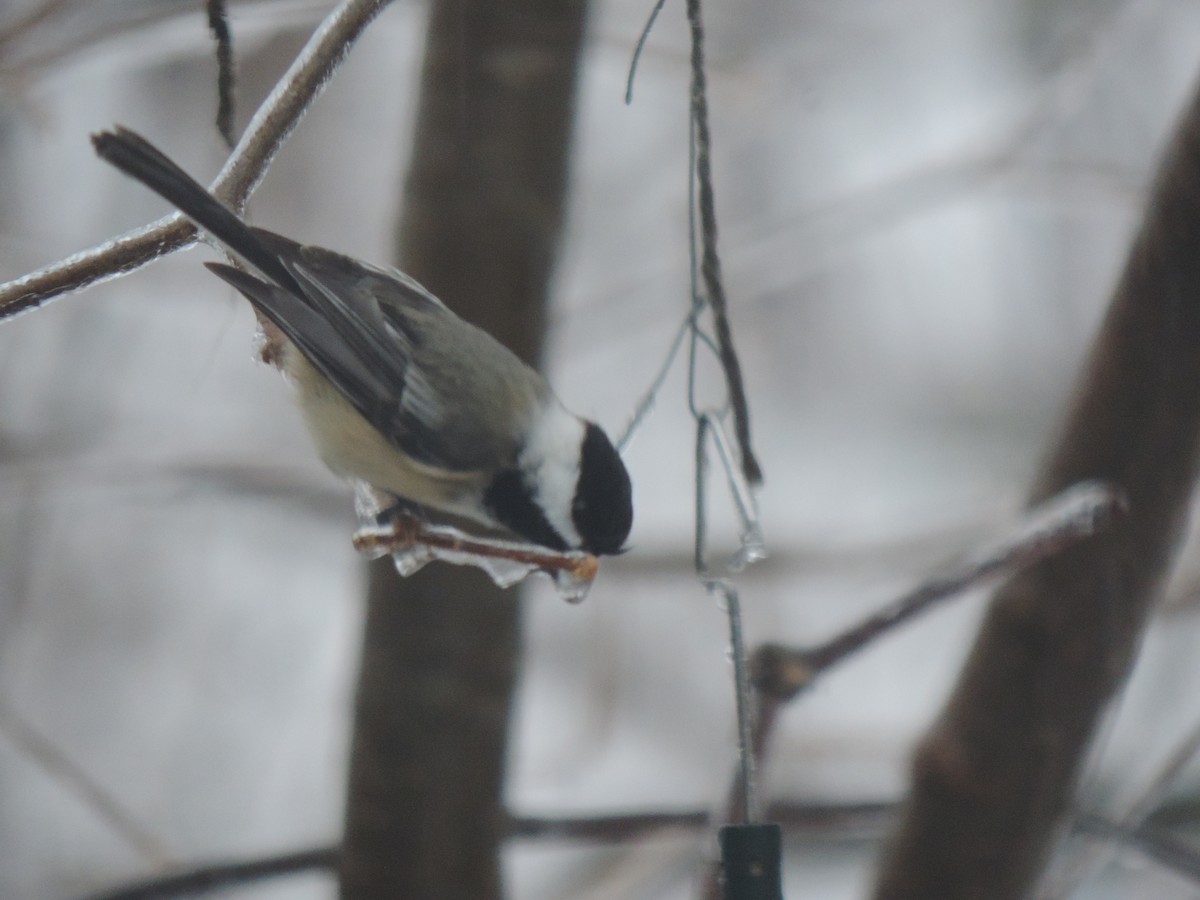 Гаїчка світлокрила - ML647790858