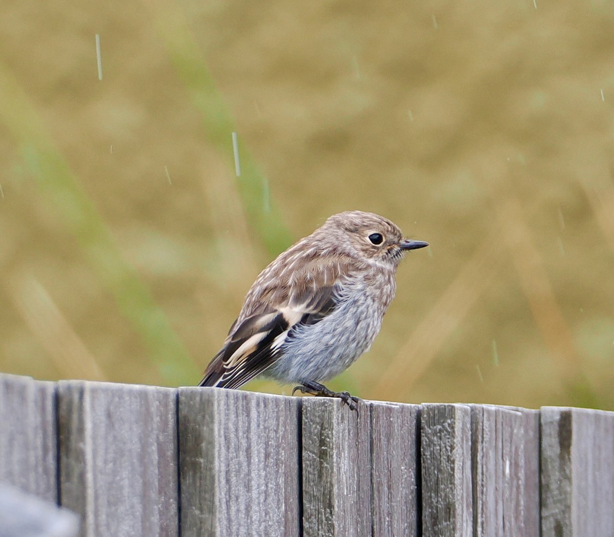 Miro embrasé - ML647790902