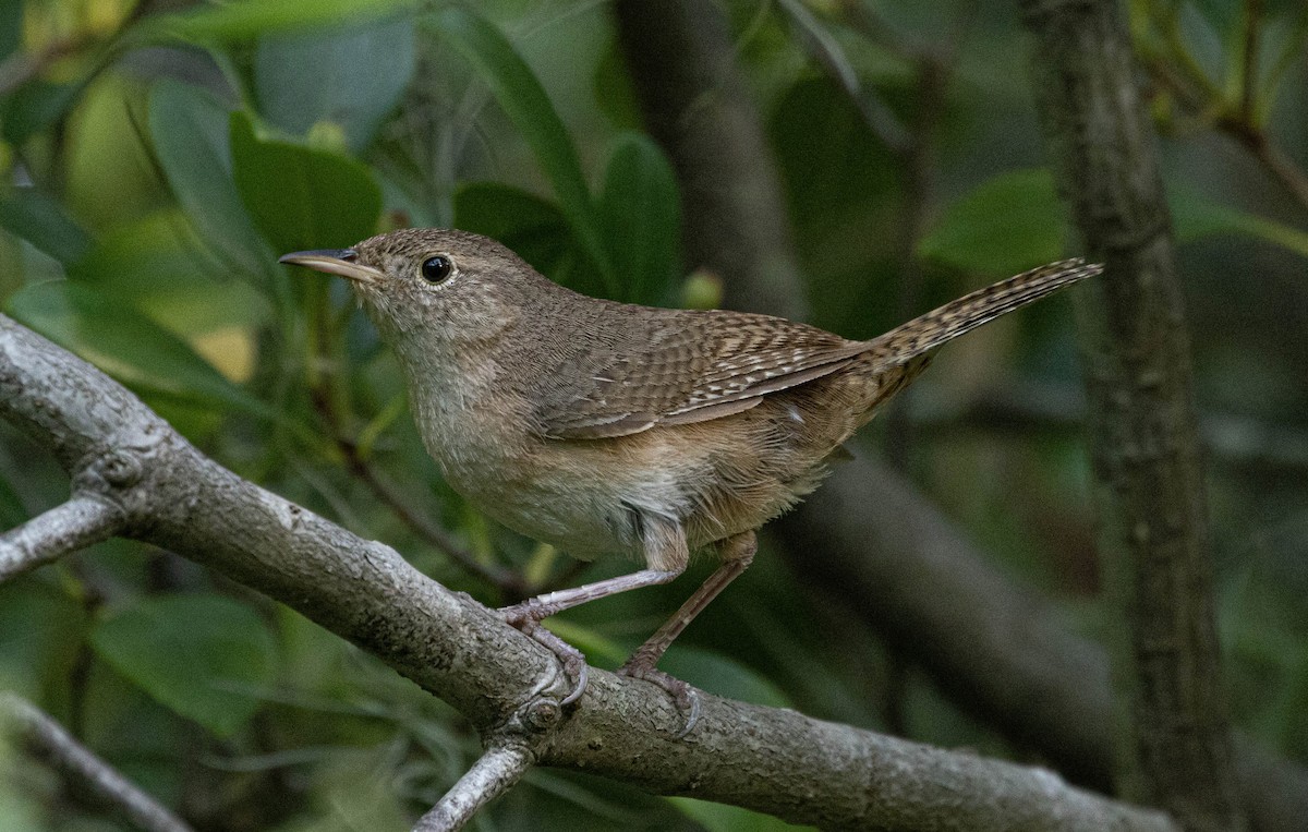 Southern House Wren - ML647790912