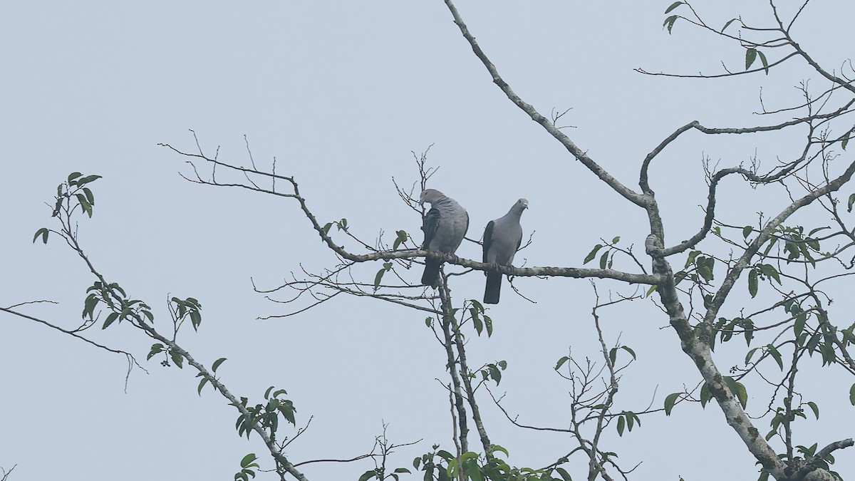 Green Imperial-Pigeon - ML647790914