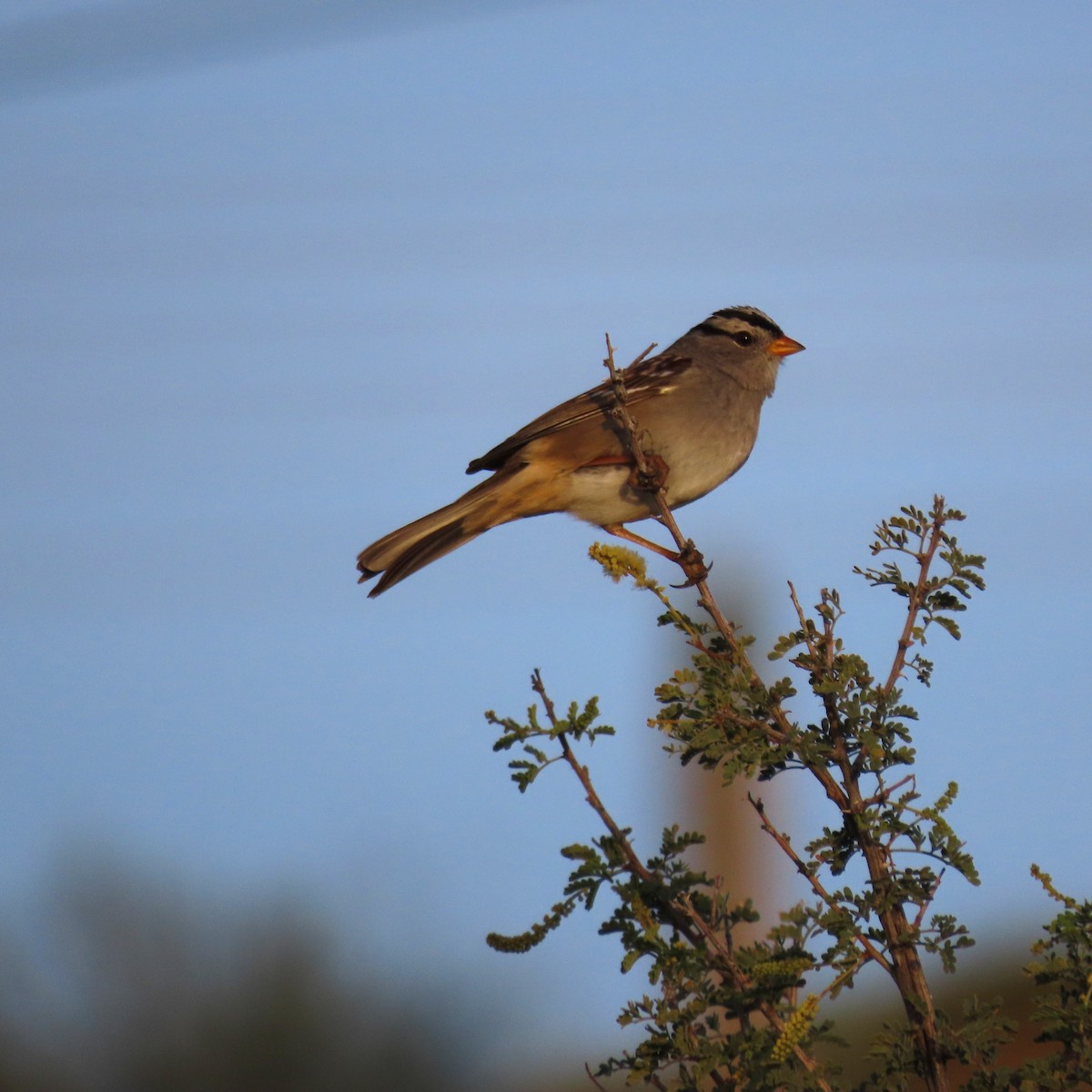 Porsuk Serçesi - ML647790934