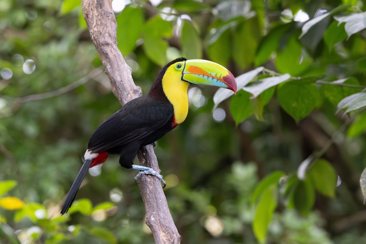 regnbuetukan - ML647790935