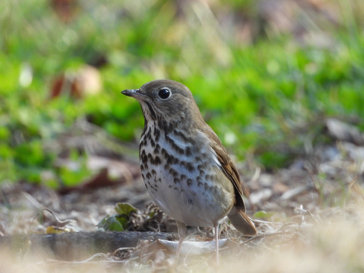 Hermit Thrush - ML647790937