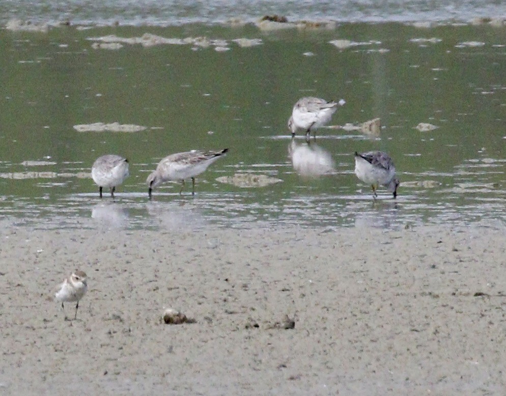 Побережник ісландський - ML647790945