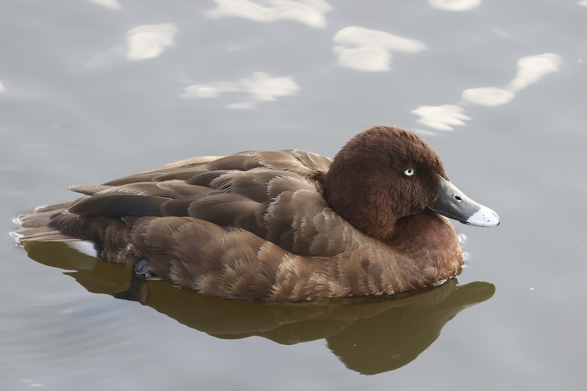 Hardhead - ML647790947