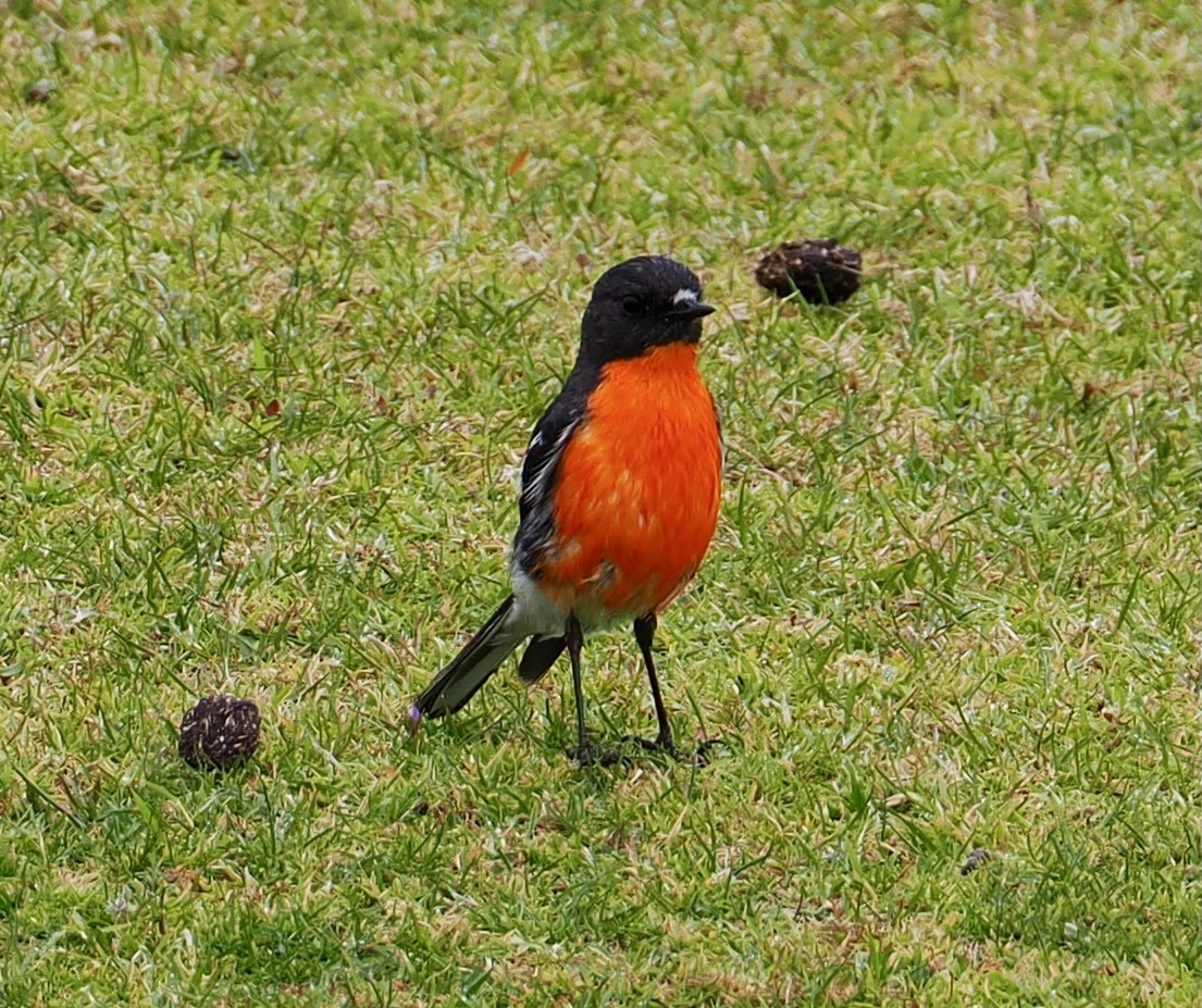 Miro embrasé - ML647791008