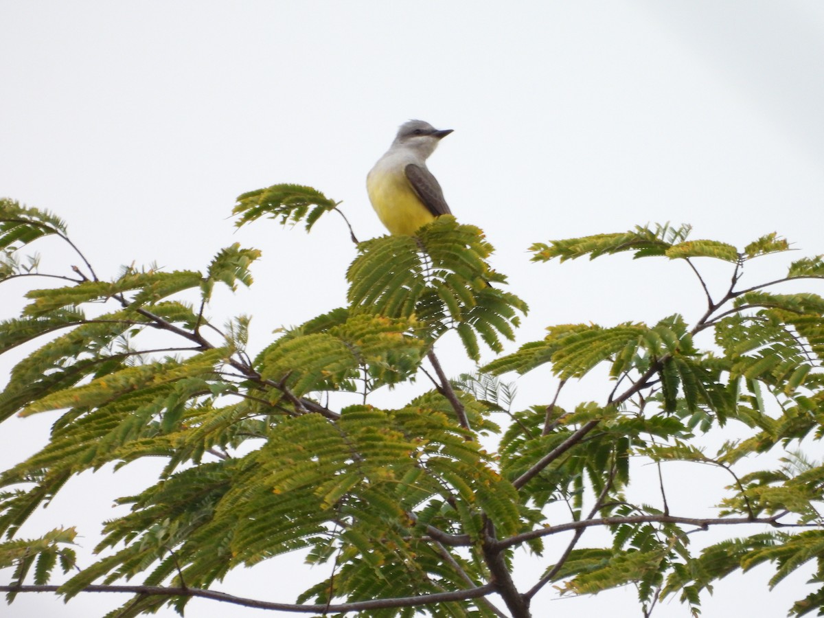 Western Kingbird - ML647791030