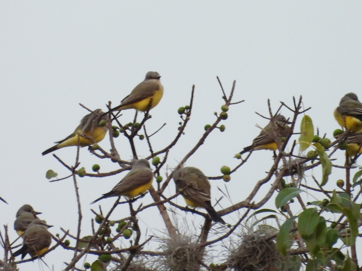 Western Kingbird - ML647791031