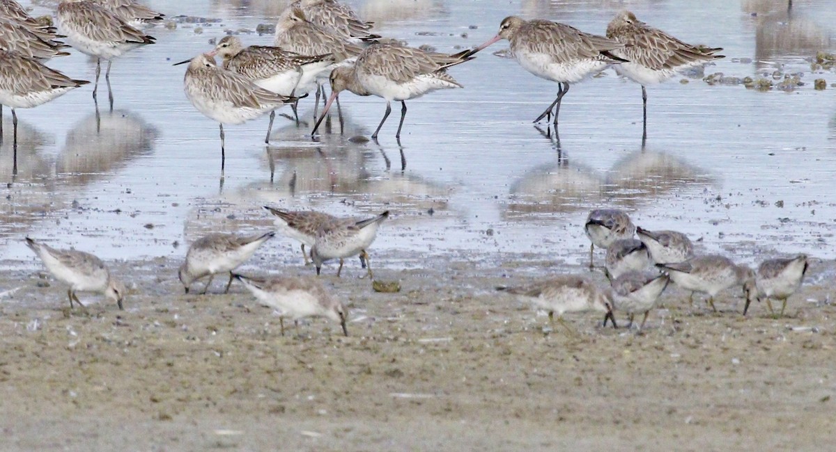 Побережник ісландський - ML647791045