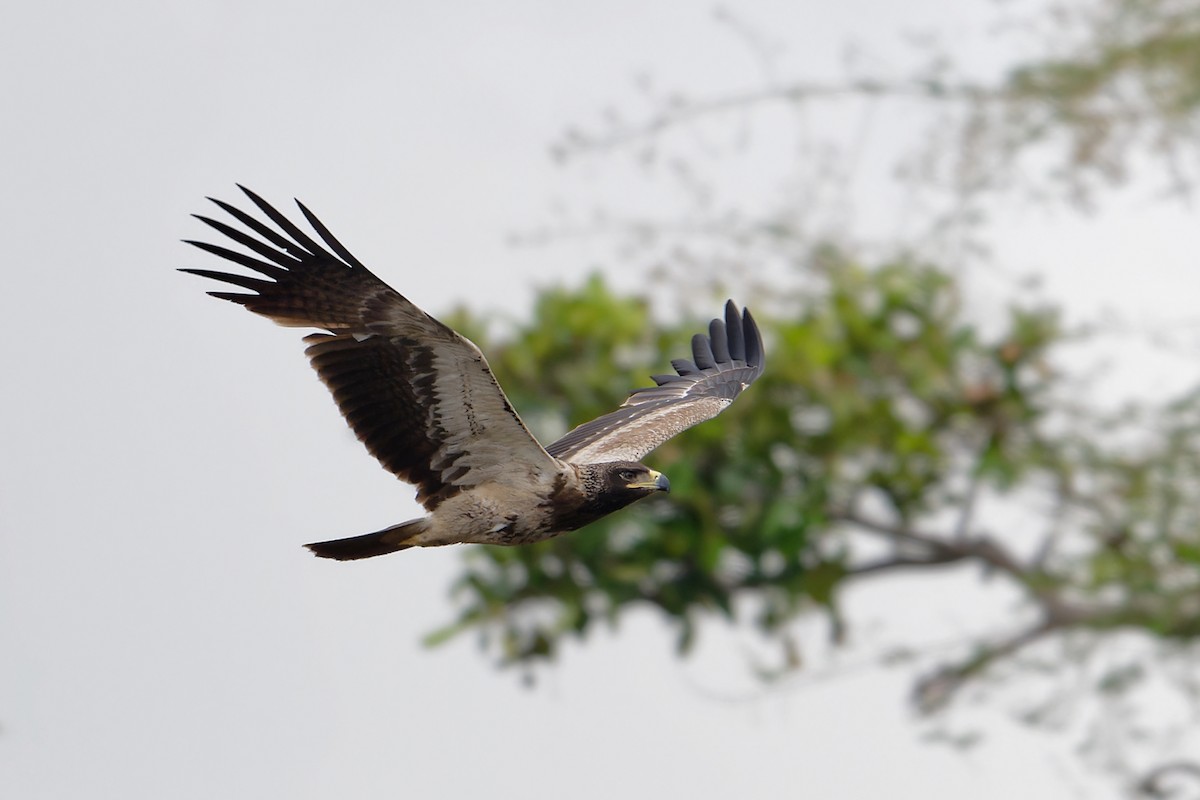 savanneørn - ML647791061