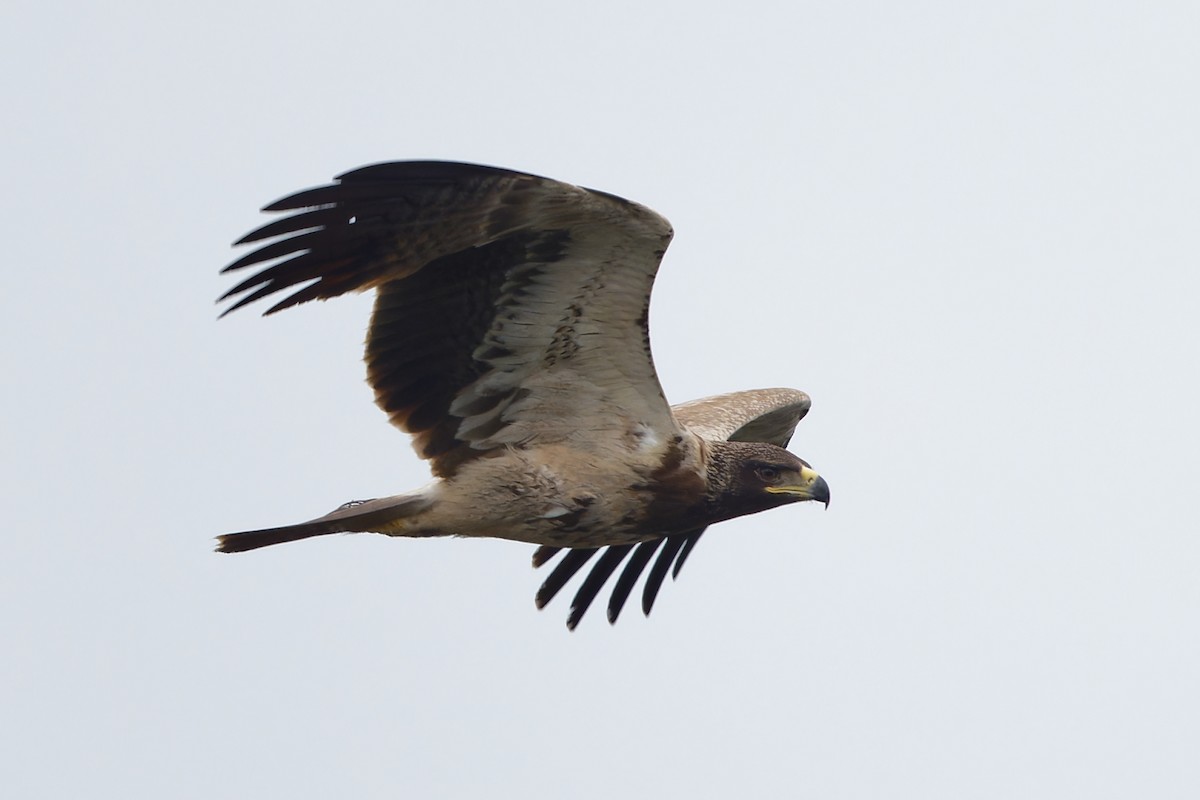 savanneørn - ML647791066