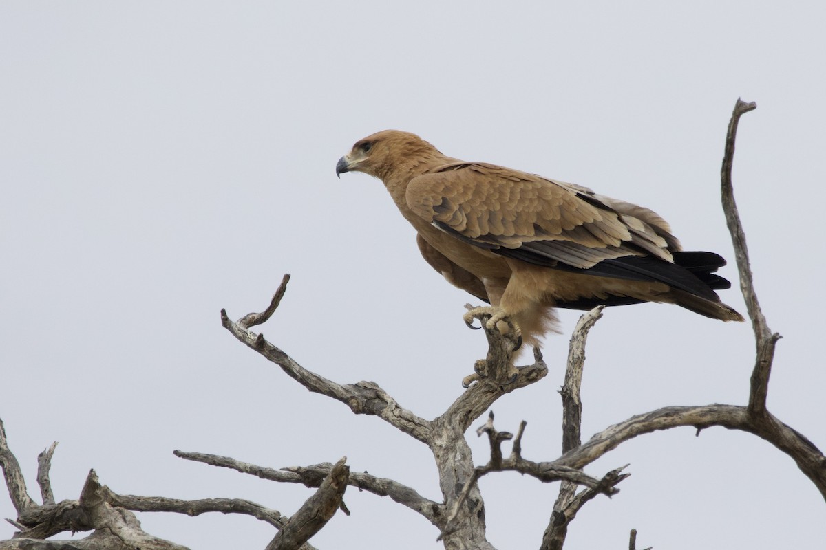 savanneørn - ML647791104