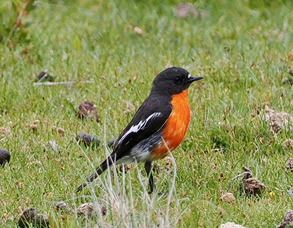 Miro embrasé - ML647791108