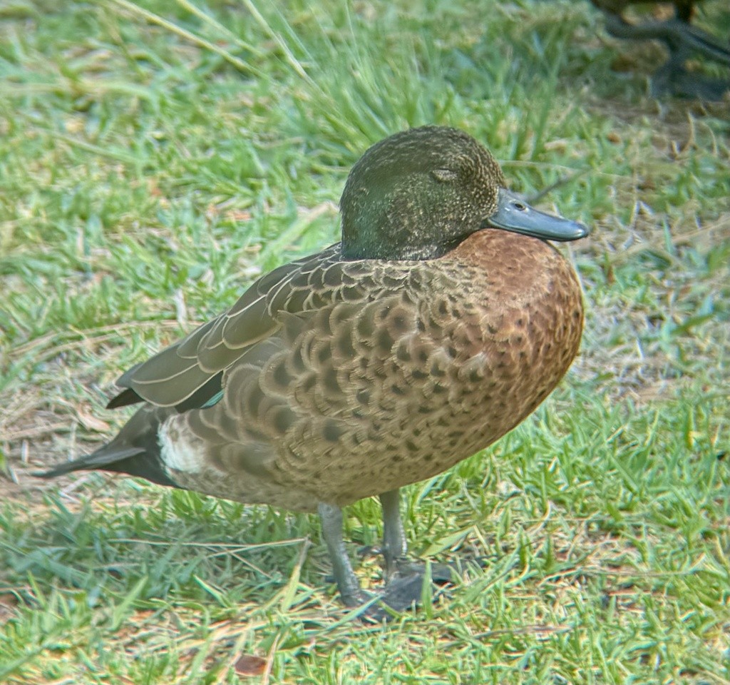 Chestnut Teal - ML647791117