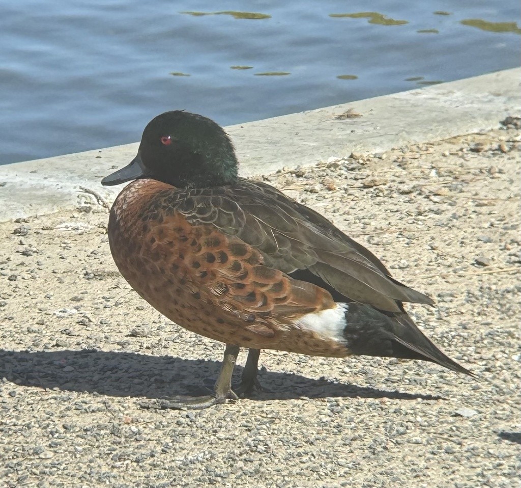 Chestnut Teal - ML647791118