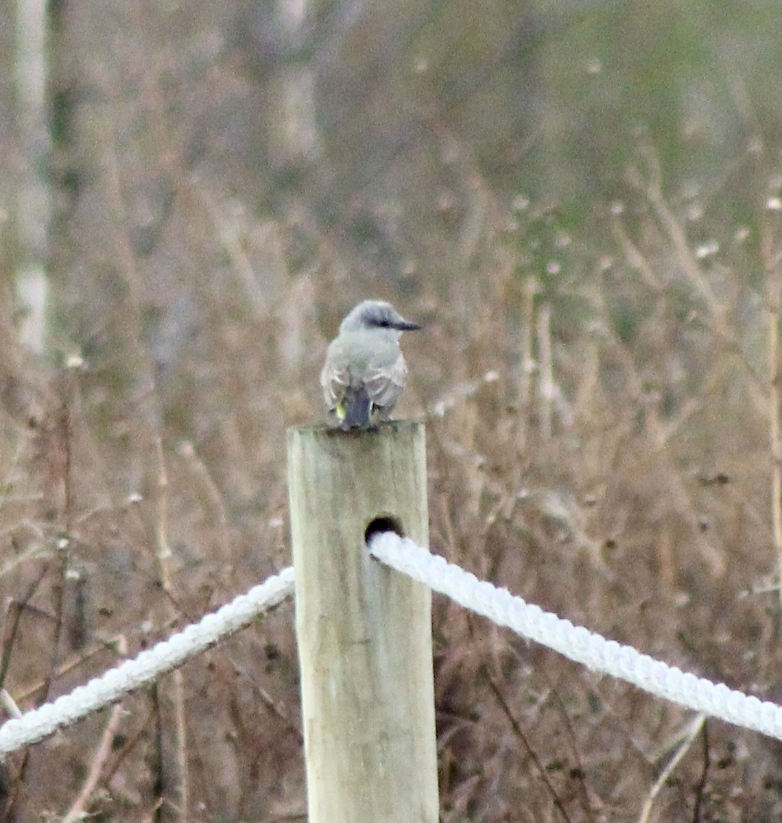 Western Kingbird - ML647791134