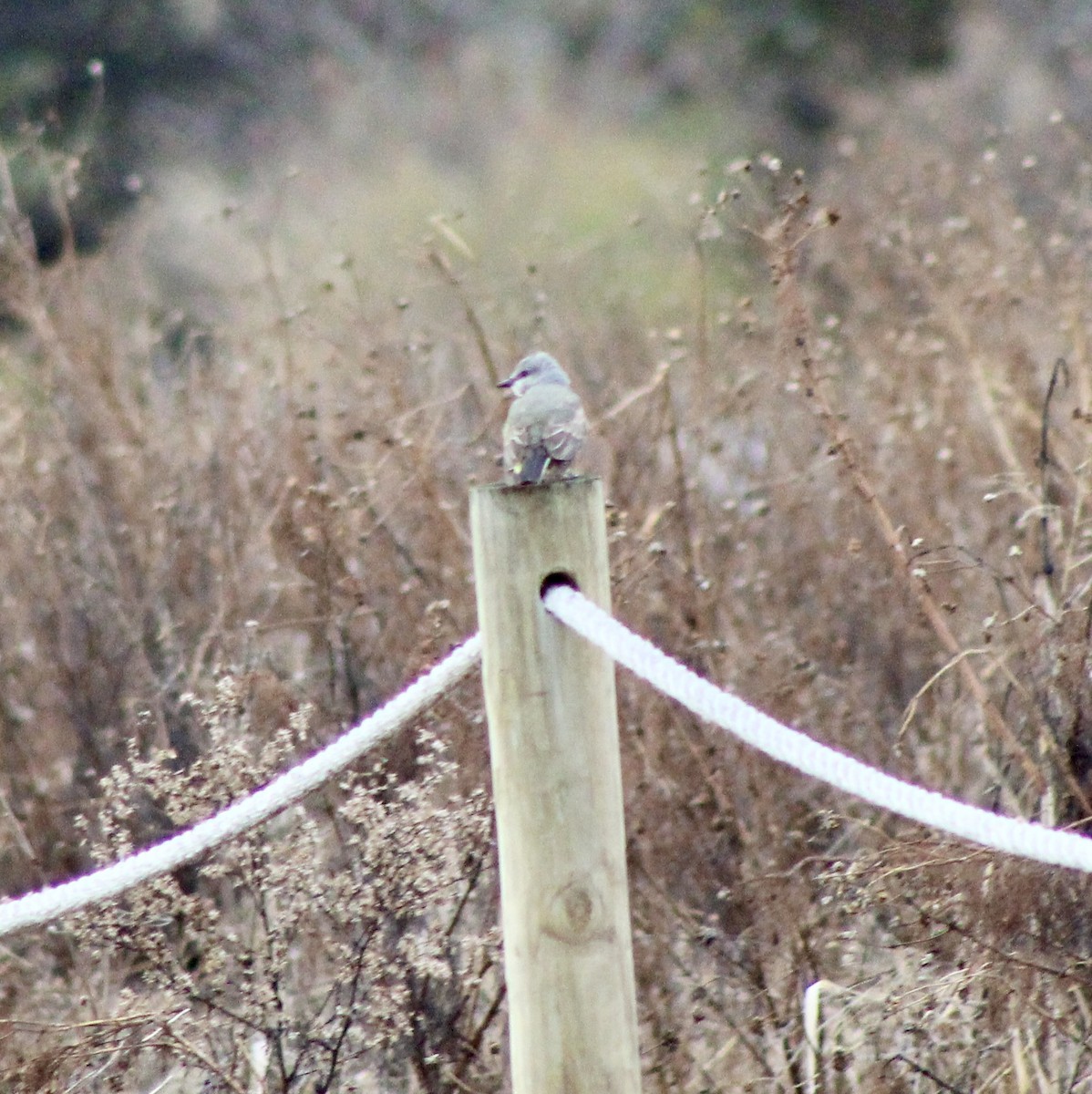 Western Kingbird - ML647791135